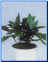 Plant Gallery