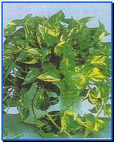Plant Gallery