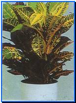 Plant Gallery