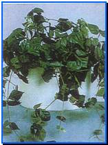 Plant Gallery