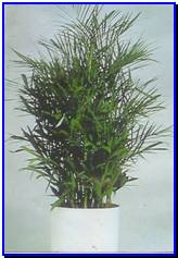 Plant Gallery