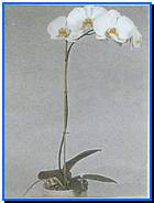 Plant Gallery