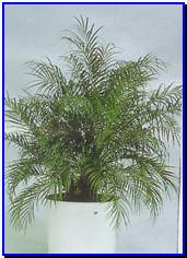 Plant Gallery