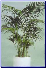 Plant Gallery