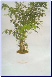 Plant Gallery