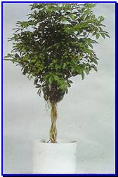 Plant Gallery