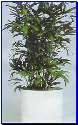Plant Gallery