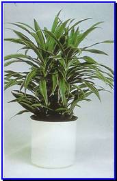 Plant Gallery