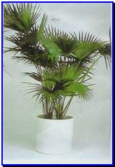 Plant Gallery