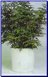 Plant Gallery