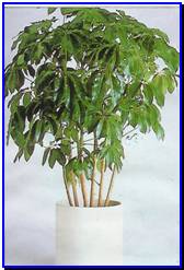 Plant Gallery