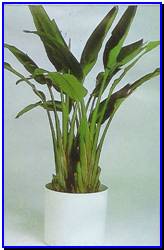 Plant Gallery