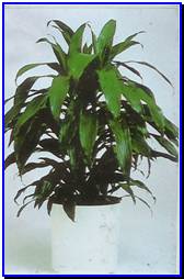 Plant Gallery