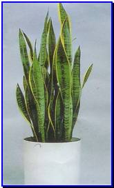 Plant Gallery